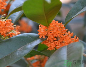 桂花可以做什么食物？桂花可以做什么吃的？