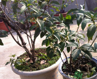 桂花可以做什么？新鮮桂花可以做什么？