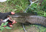 路亞釣黑魚用什么假餌？路亞釣黑魚用什么餌？