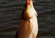 夜釣鯉魚用什么餌料？秋天夜釣鯉魚用什么餌料？