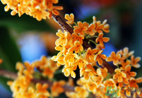 桂花一年開(kāi)幾次花？桂花是幾月份開(kāi)花？