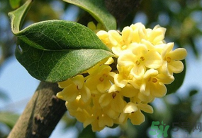 桂花一年開(kāi)幾次花？桂花是幾月份開(kāi)花？