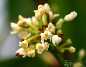 桂花一年開(kāi)幾次花？桂花是幾月份開(kāi)花？
