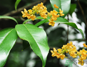  桂花什么季節(jié)開花？桂花什么時候開花？