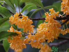  桂花什么季節(jié)開花？桂花什么時候開花？