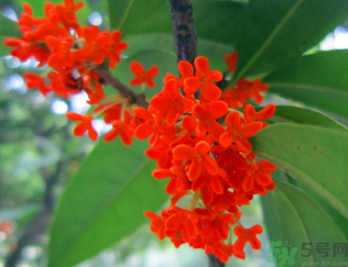  桂花什么季節(jié)開花？桂花什么時候開花？
