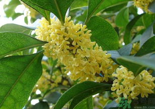 桂花是什么顏色？桂花有幾種顏色？