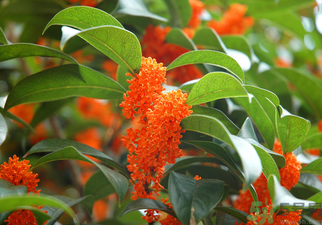 桂花是什么顏色？桂花有幾種顏色？