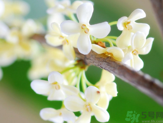 桂花是什么顏色？桂花有幾種顏色？