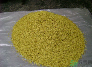 桂花可以做枕頭嗎？桂花做枕頭有什么功效？