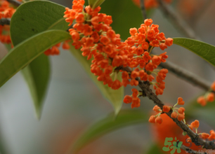 桂花可以做面膜嗎？?桂花面膜制作方法