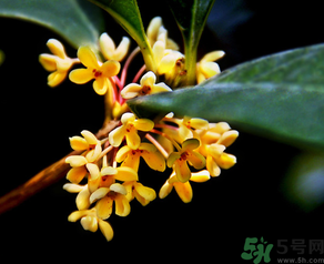 桂花怎么做香水？新鮮桂花怎么做香水？