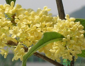 桂花不開花是什么原因？桂花不開花怎么辦？