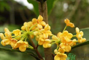 桂花不開花是什么原因？桂花不開花怎么辦？