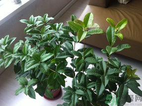 桂花可以放在臥室嗎？桂花放在臥室好嗎？
