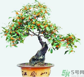 桂花樹(shù)可以種在室內(nèi)嗎？桂花樹(shù)適合在室內(nèi)嗎？