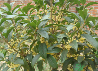 桂花樹(shù)可以種在室內(nèi)嗎？桂花樹(shù)適合在室內(nèi)嗎？