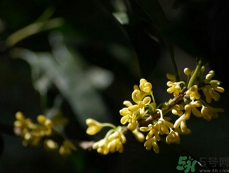 桂花酒的保質(zhì)期是多少？桂花酒過期了能喝嗎？