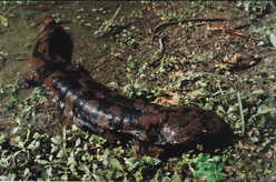 野生娃娃魚多少錢一斤？野生娃娃魚多少錢一條？