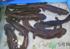 野生娃娃魚多少錢一斤？野生娃娃魚多少錢一條？