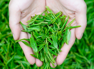 桂花和茶葉能一起泡嗎？桂花能和茶葉一起泡嗎？