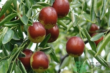 冬棗能泡茶喝嗎？泡茶喝用干冬棗好還是新鮮冬棗好？