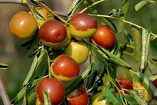 冬棗能泡茶喝嗎？泡茶喝用干冬棗好還是新鮮冬棗好？
