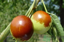 吃冬棗能補(bǔ)血嗎？吃冬棗為什么能補(bǔ)血？