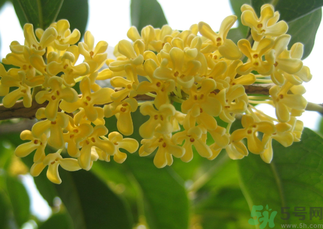 桂花和菊花可以一起泡茶嗎？桂花可以和能一起喝嗎？