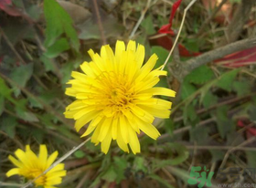 新鮮菊花怎么曬干？新鮮菊花怎么處理？