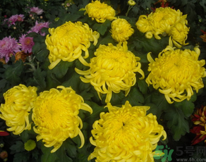 新鮮菊花怎么曬干？新鮮菊花怎么處理？