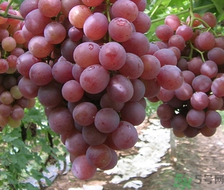 吃紅提要?jiǎng)兤幔考t提皮可以吃嗎？