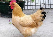 三黃雞多少錢(qián)一斤？三黃雞多少錢(qián)一只？
