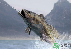 秋天釣魚用什么打窩？秋天釣鯉魚用什么打窩？