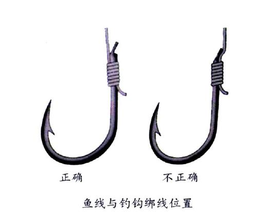 釣鯉魚用幾號鉤？釣鯉魚用什么鉤？