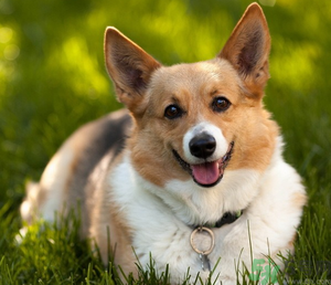 狂犬病的潛伏期最長(zhǎng)多長(zhǎng)？狗咬了會(huì)得狂犬病嗎？