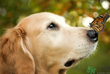 狂犬病的潛伏期最長(zhǎng)多長(zhǎng)？狗咬了會(huì)得狂犬病嗎？