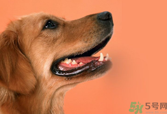 狂犬病的潛伏期最長(zhǎng)多長(zhǎng)？狗咬了會(huì)得狂犬病嗎？