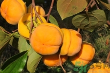 柿子和香蕉能一起吃嗎？柿子和香蕉一起吃會(huì)中毒嗎？