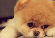 狂犬病的潛伏期最長多長？狗咬了會(huì)得狂犬病嗎？