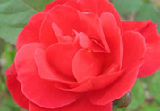 月季花可以放在室內(nèi)嗎？月季花放在室內(nèi)好嗎？