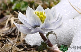 雪蓮花怎么吃？雪蓮花的功效作用
