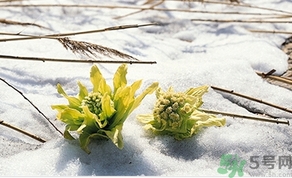 雪蓮花怎么吃？雪蓮花的功效作用
