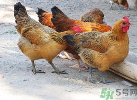 土雞多少錢一斤？土雞多少錢一只？