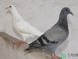 鴿子多少錢(qián)一只？鴿子多少錢(qián)一斤？