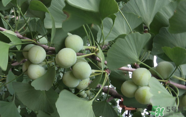 吃白果會(huì)中毒嗎？白果怎么吃不會(huì)中毒？