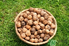 膽結(jié)石能吃核桃嗎？吃核桃能治膽結(jié)石嗎？