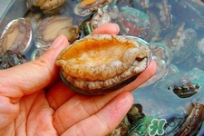 新鮮鮑魚可以放多久？活鮑魚怎樣存放時(shí)間更長？