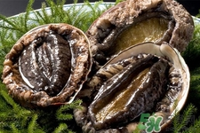 新鮮鮑魚可以放多久？活鮑魚怎樣存放時(shí)間更長？