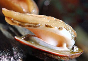 男人吃鮑魚能補腎嗎？腎虛能吃鮑魚嗎？